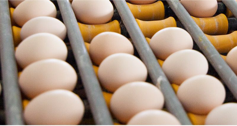  角黄素风波持续发酵；黄天鹅硬刚质疑，天然本底还是人为添加。 健康养生