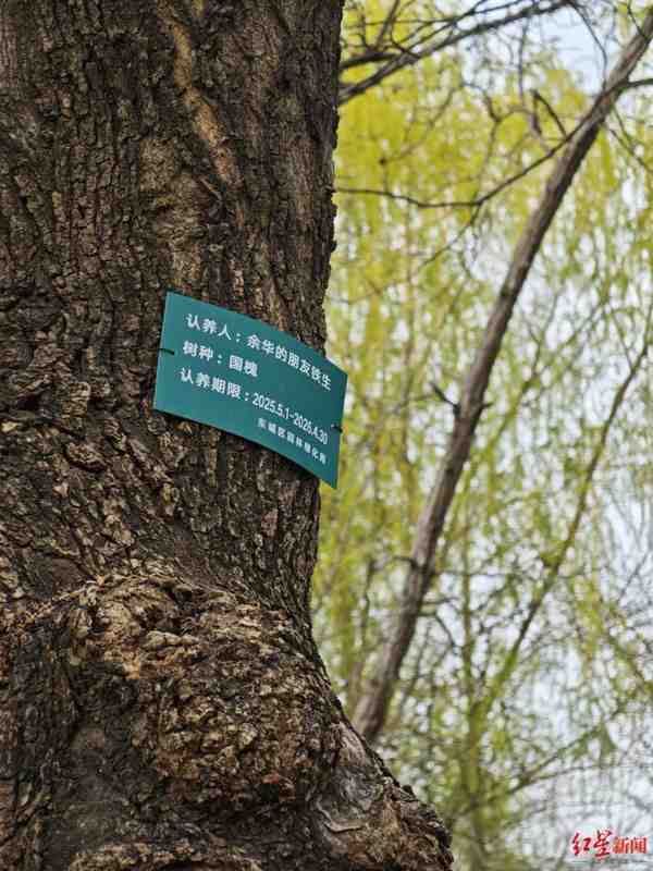  拒绝流量绑架公共资源：树木认养不该成为粉丝的“应援橱窗” 情感心理