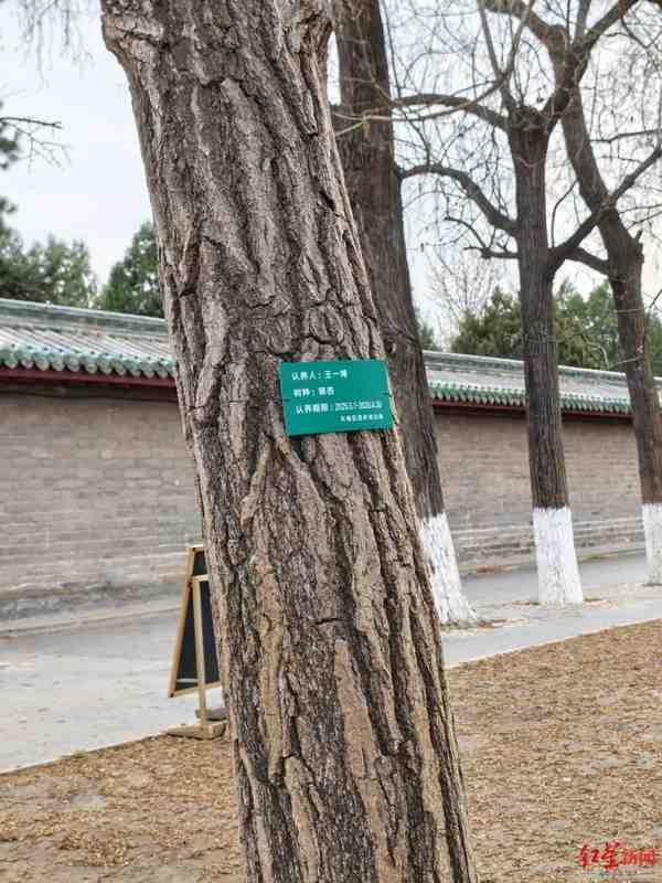  拒绝流量绑架公共资源：树木认养不该成为粉丝的“应援橱窗” 情感心理