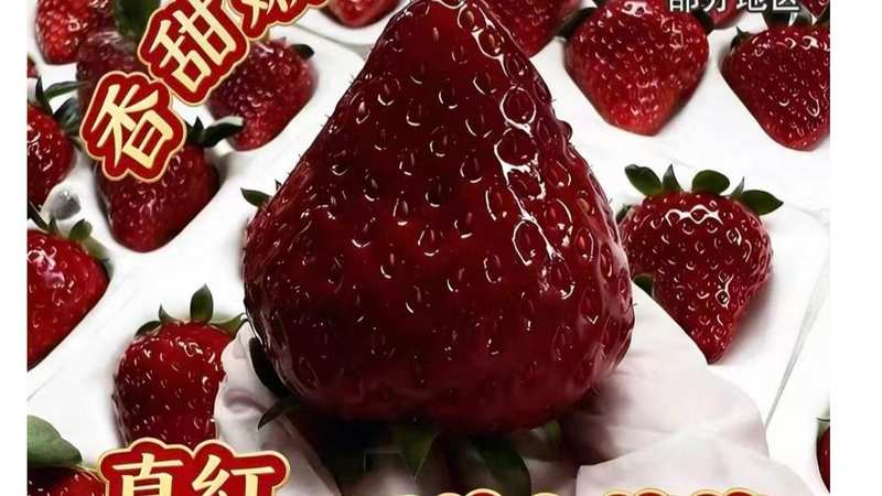 蓝莓自由真的来了吗,透视水果市场扩产的深层逻辑 新闻