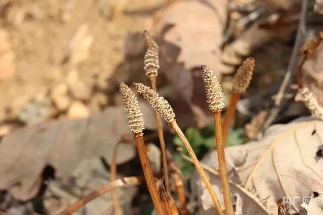 从问荆草到金矿:8岁男孩如何用植物学知识揭开地质勘查新篇章 新闻 从问荆草到金矿:8岁男孩如何用植物学知识揭开地质勘查新篇章 新闻 从问荆草到金矿:8岁男孩如何用植物学知识揭开地质勘查新篇章 新闻